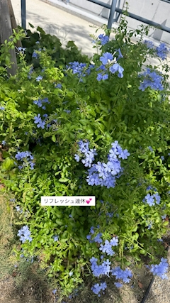 かおり