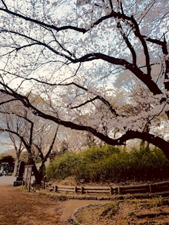 ペコポン「😊🌸🍡」