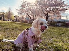ペコポン「🐶🐾ʚ🌸ɞ」