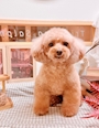 chiko