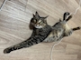 chiko