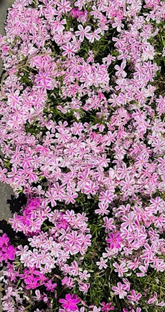 🦄💓ひかる💓ぴかるん💓🦄