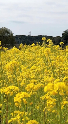 もえ