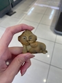 chiko