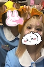 chiko
