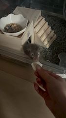 chiko