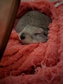 chiko