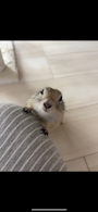 chiko
