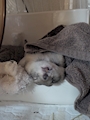 chiko