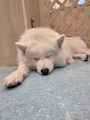 chiko