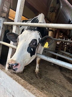 りーちゃん「🐮🐴🐏」