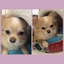 chiko