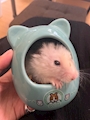 chiko