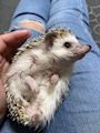 chiko