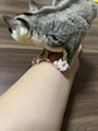 chiko