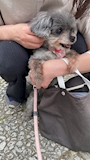 chiko