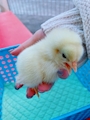 chiko