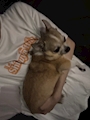 chiko