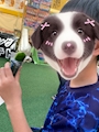 chiko