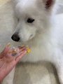 chiko