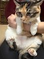 chiko
