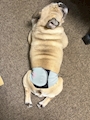 chiko