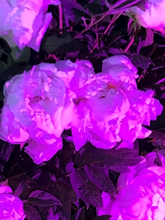 プロフィール写真1・らん｜Suika NEO・スイカネオ - 国分町のラウンジ