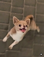 chiko