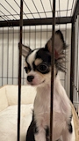 chiko