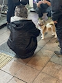 chiko