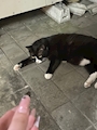 chiko