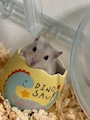 chiko