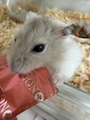 chiko
