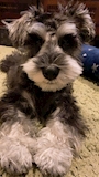 chiko