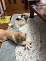 chiko