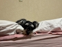 chiko