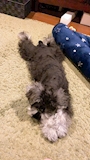 chiko