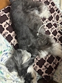 chiko