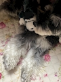 chiko