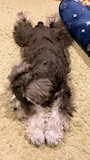 chiko