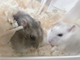 新着ブログ 🐹🤍🩶