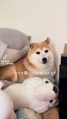 ナエ