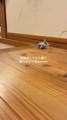 ナエ