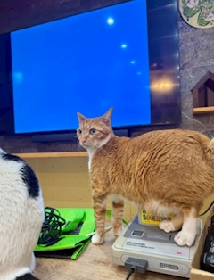 ナエ