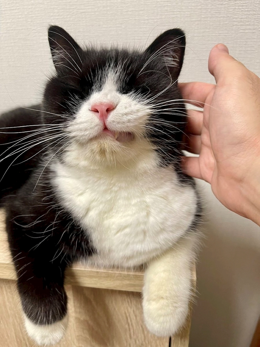 ナエ