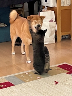 ナエ