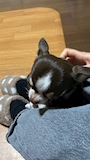 chiko