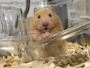 新着ブログ 大切ないのち