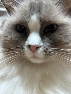 プロフィール写真1・すずか🐱｜Noche・ノーチェ - 郡山・朝日のスナック