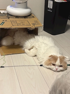 天音さき